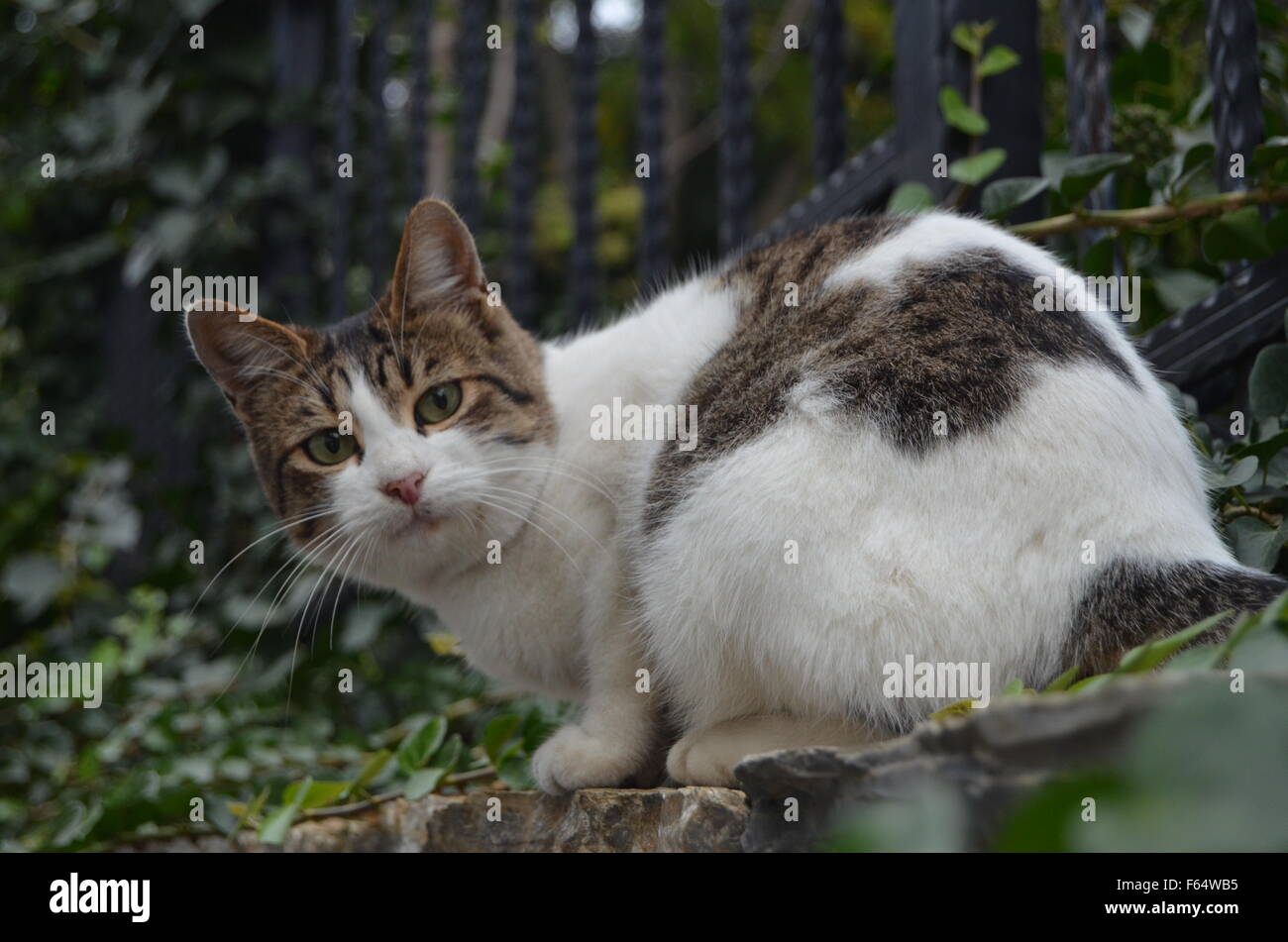 Innocent looking cat on the wall Stock Photo