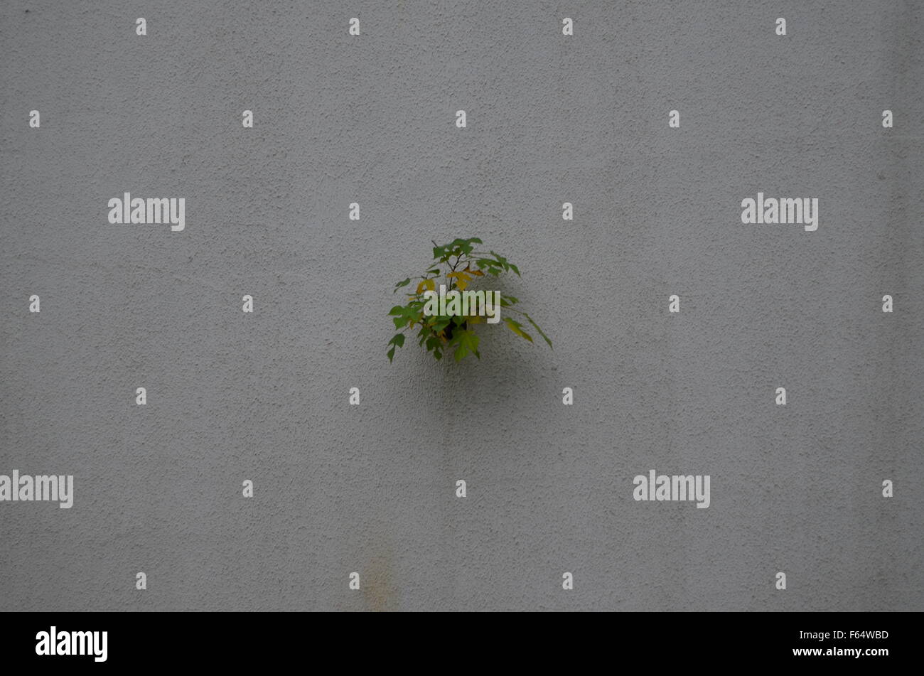 A tree leafed out from the rain water drain at a white concrete street wall Stock Photo