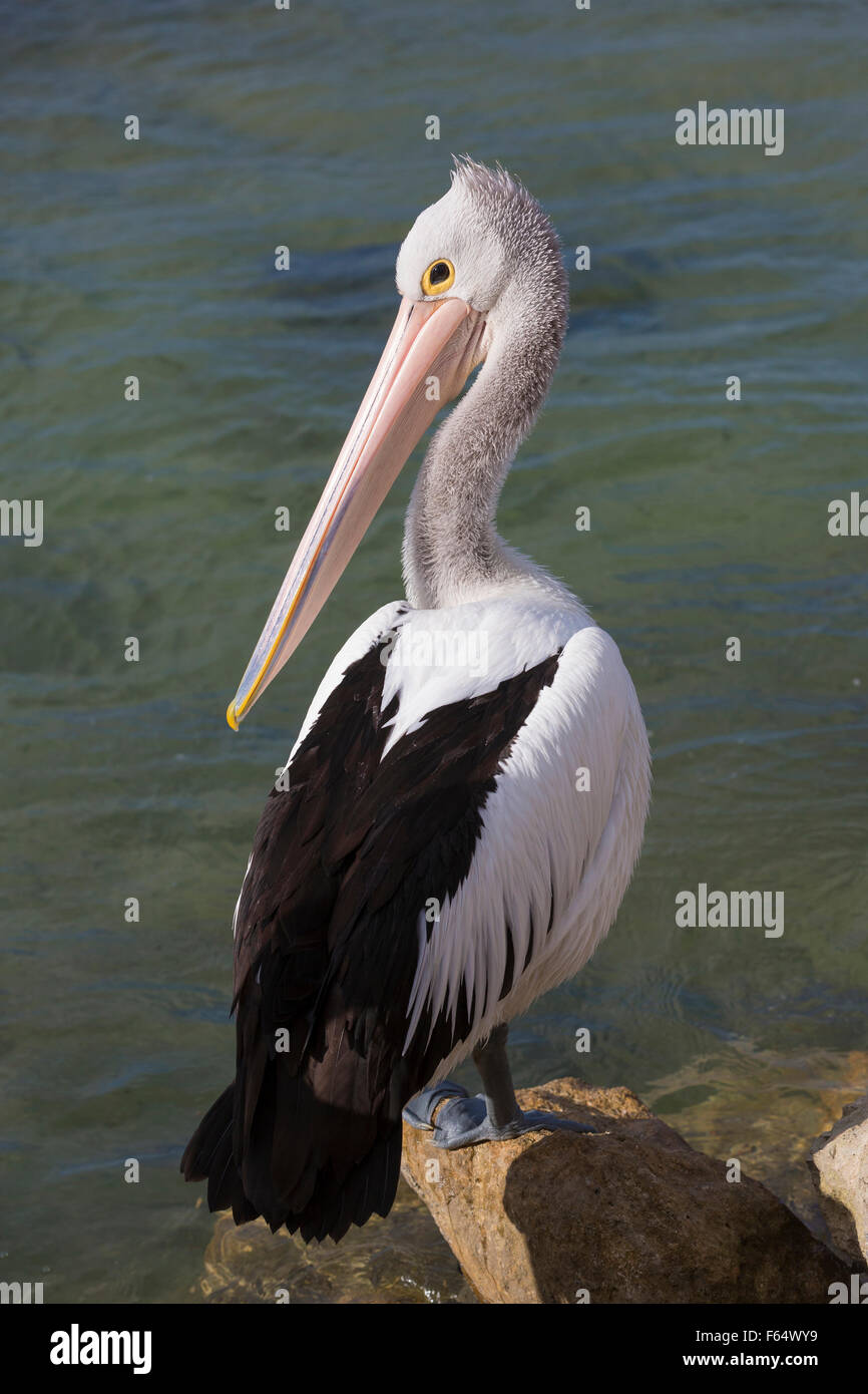 Australian Pelican (Pelecanus conspicilliatus). Adult standing on a rock at the waters edge. Kangaroo Island, South Australia Stock Photo