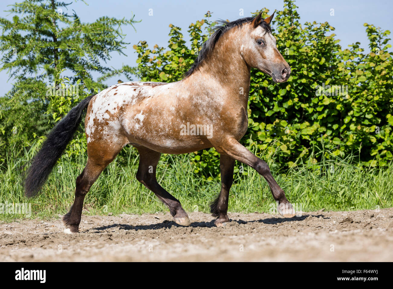 Appaloosa. Dun leopard-spotted horse trotting in a paddock. Switzerland 