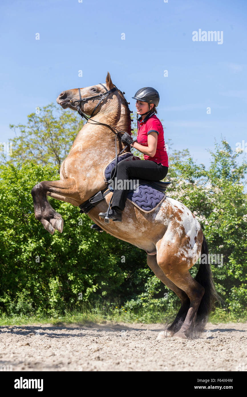 Appaloosa horse spotted hi-res stock photography and images - Alamy