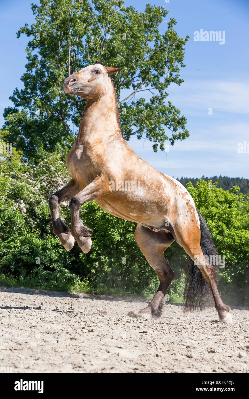 Appaloosa horse rearing hi-res stock photography and images - Alamy