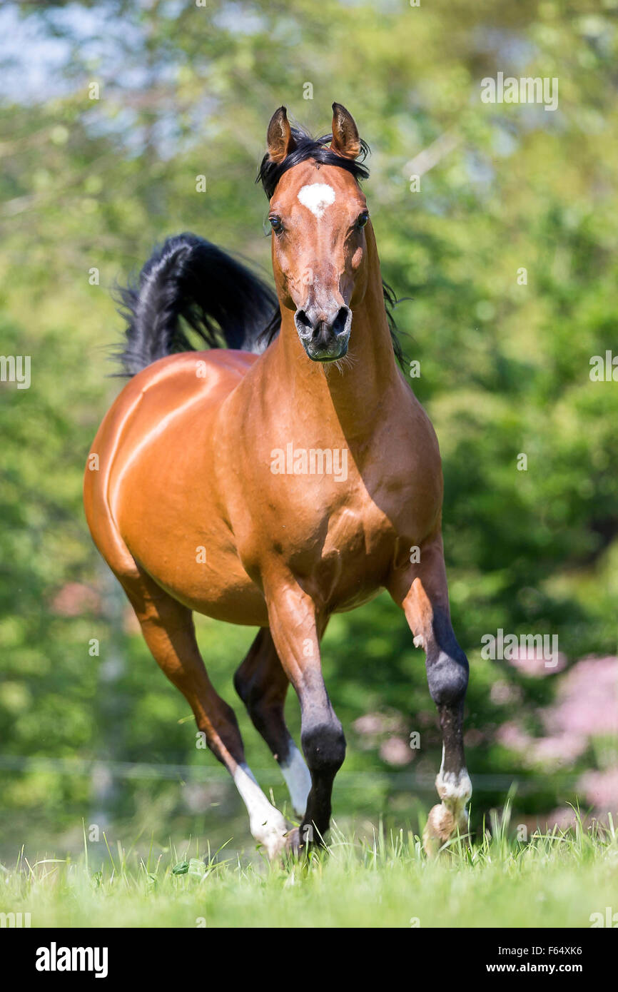 Arab Horse, Arabian Horse. Bay stallion galloping on a pasture. Switzerland Stock Photo