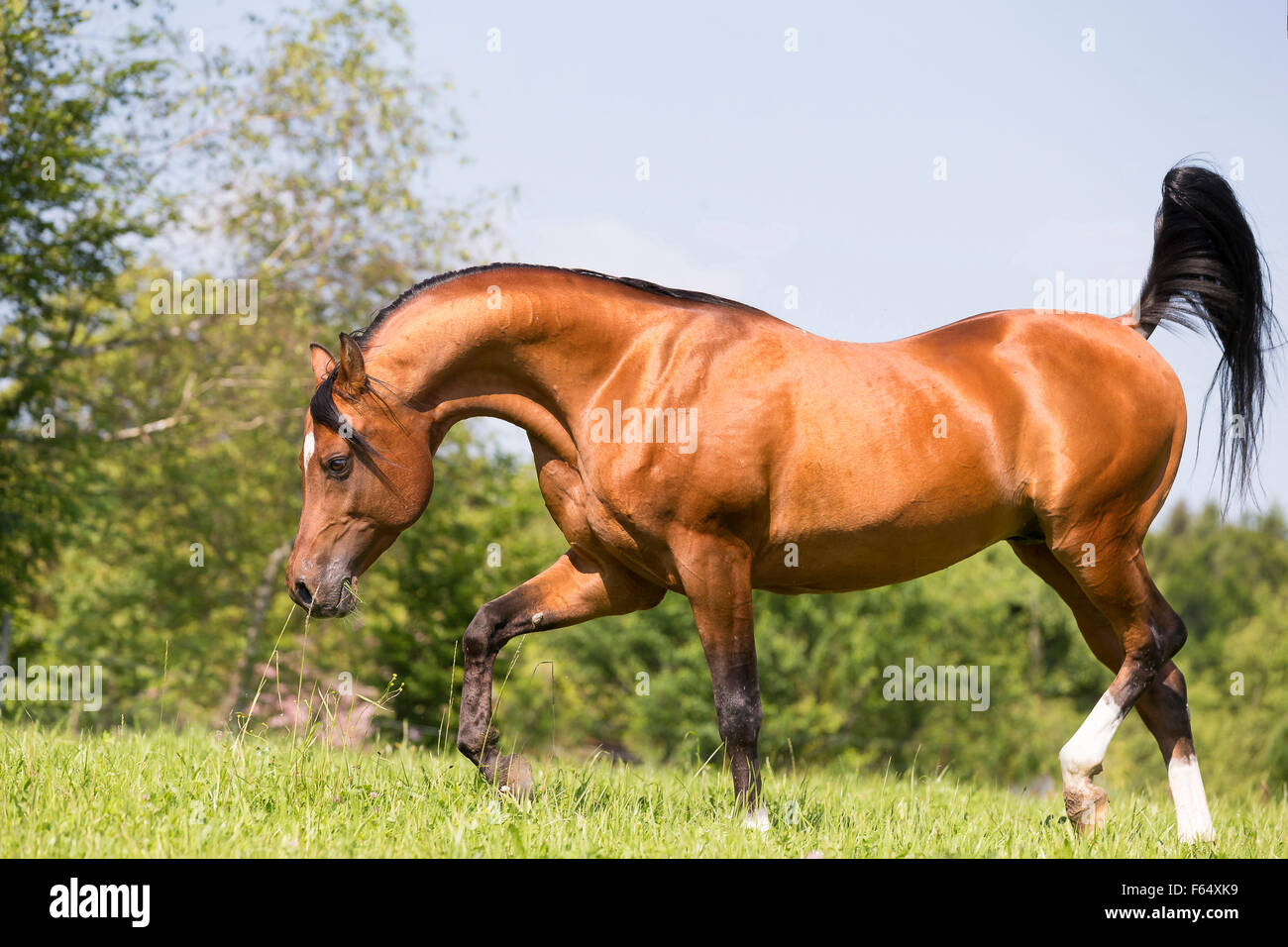 Arab Horse, Arabian Horse. Bay stallion performing display behaviour on a pasture. Switzerland Stock Photo