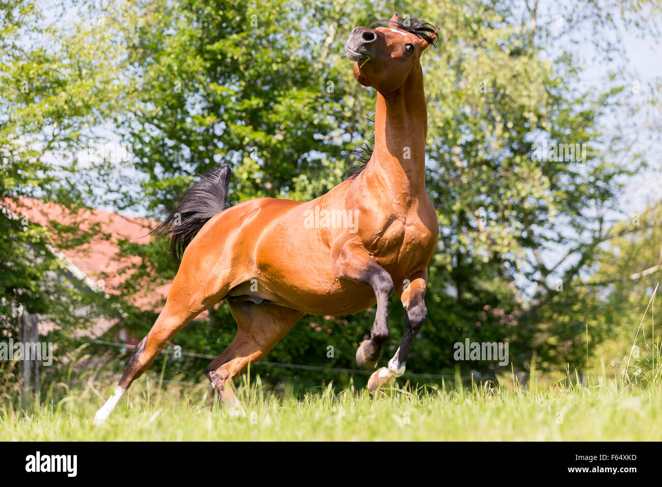 Arab Horse, Arabian Horse. Bay stallion balking on a pasture