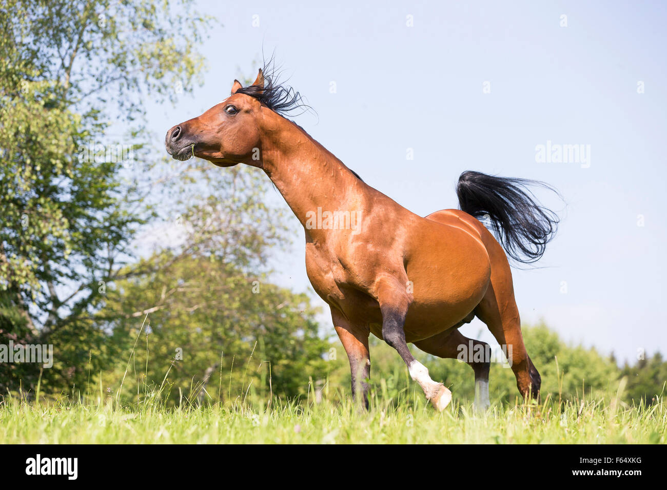 Arab Horse, Arabian Horse. Bay stallion balking on a pasture. Switzerland Stock Photo