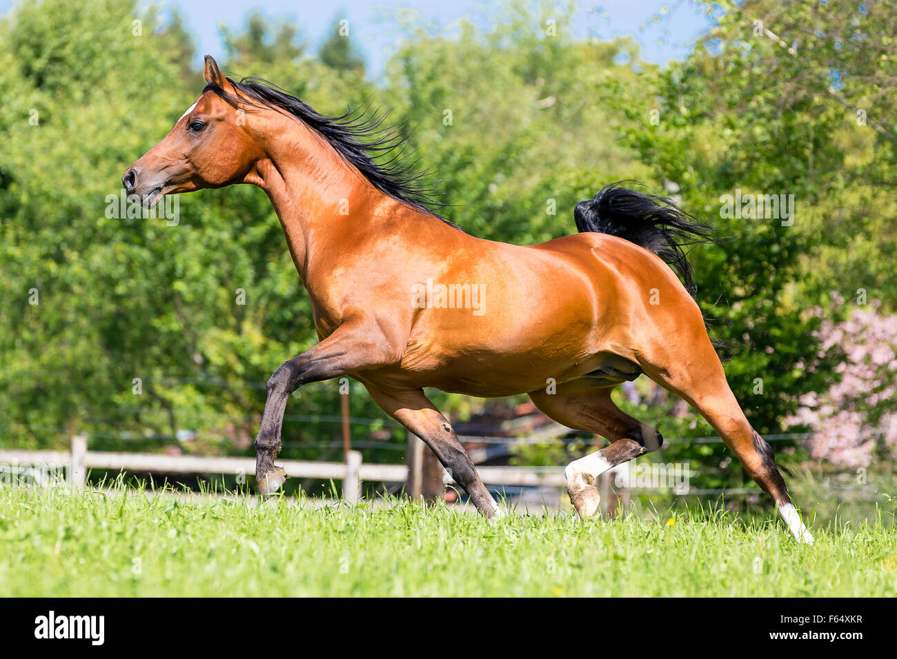 Arab Horse, Arabian Horse. Bay stallion trotting on a pasture. Switzerland Stock Photo