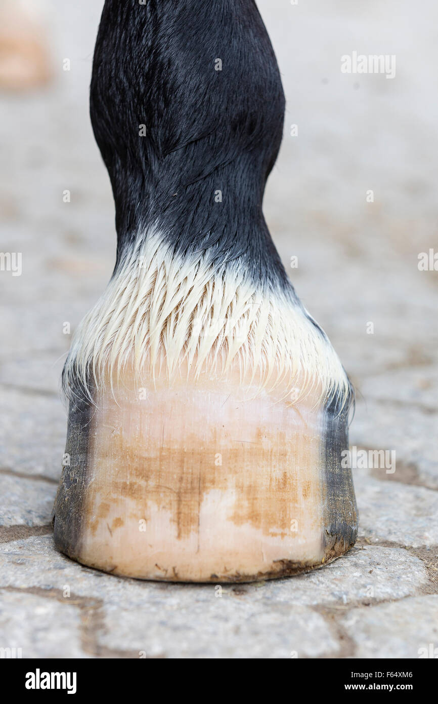 Bavarian Warmblood, Barefoot hoof. Germany Stock Photo