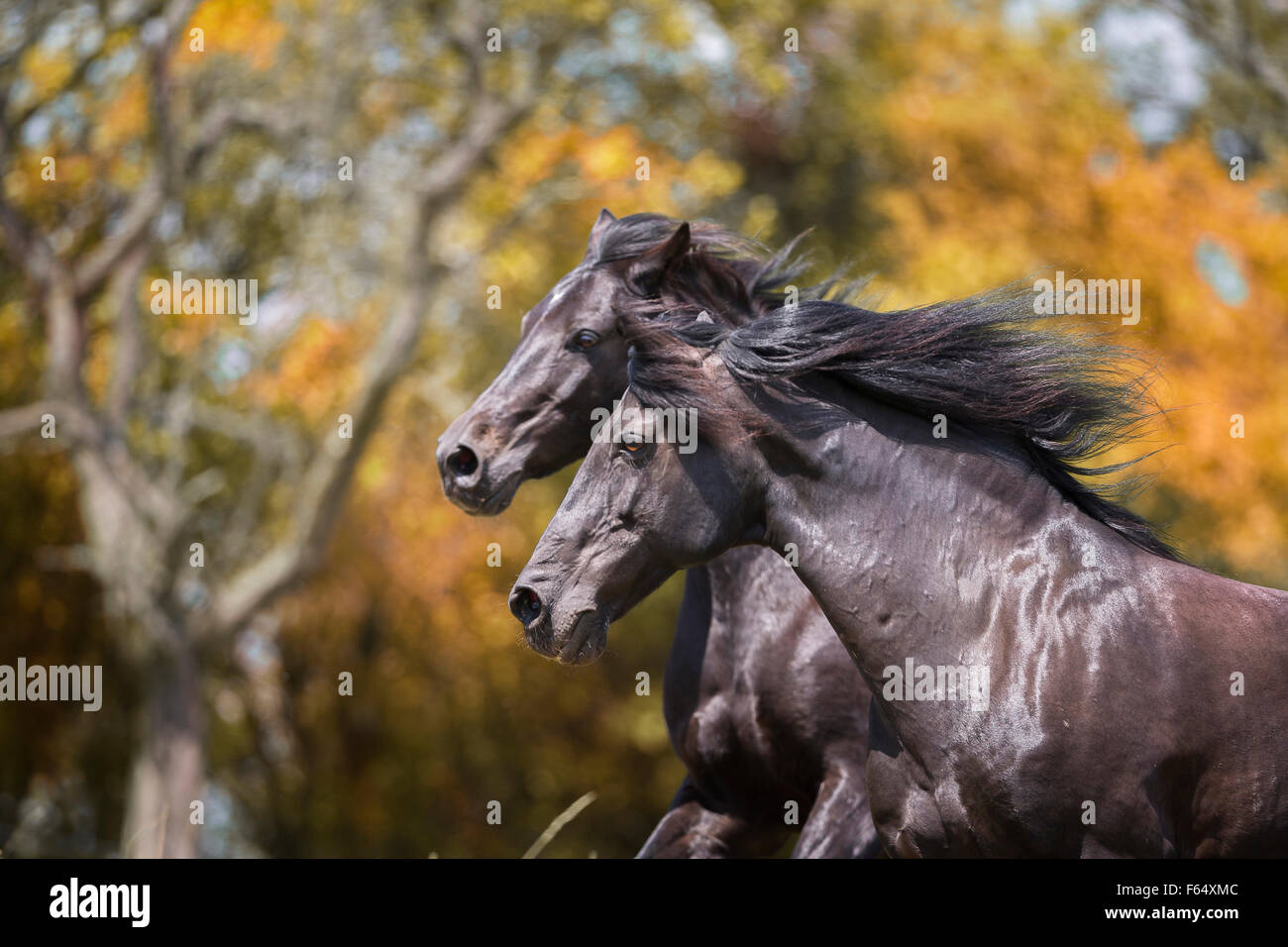 Barb Horse and American Quarter Horse. Two horses galloping on a pasture. Germany Stock Photo