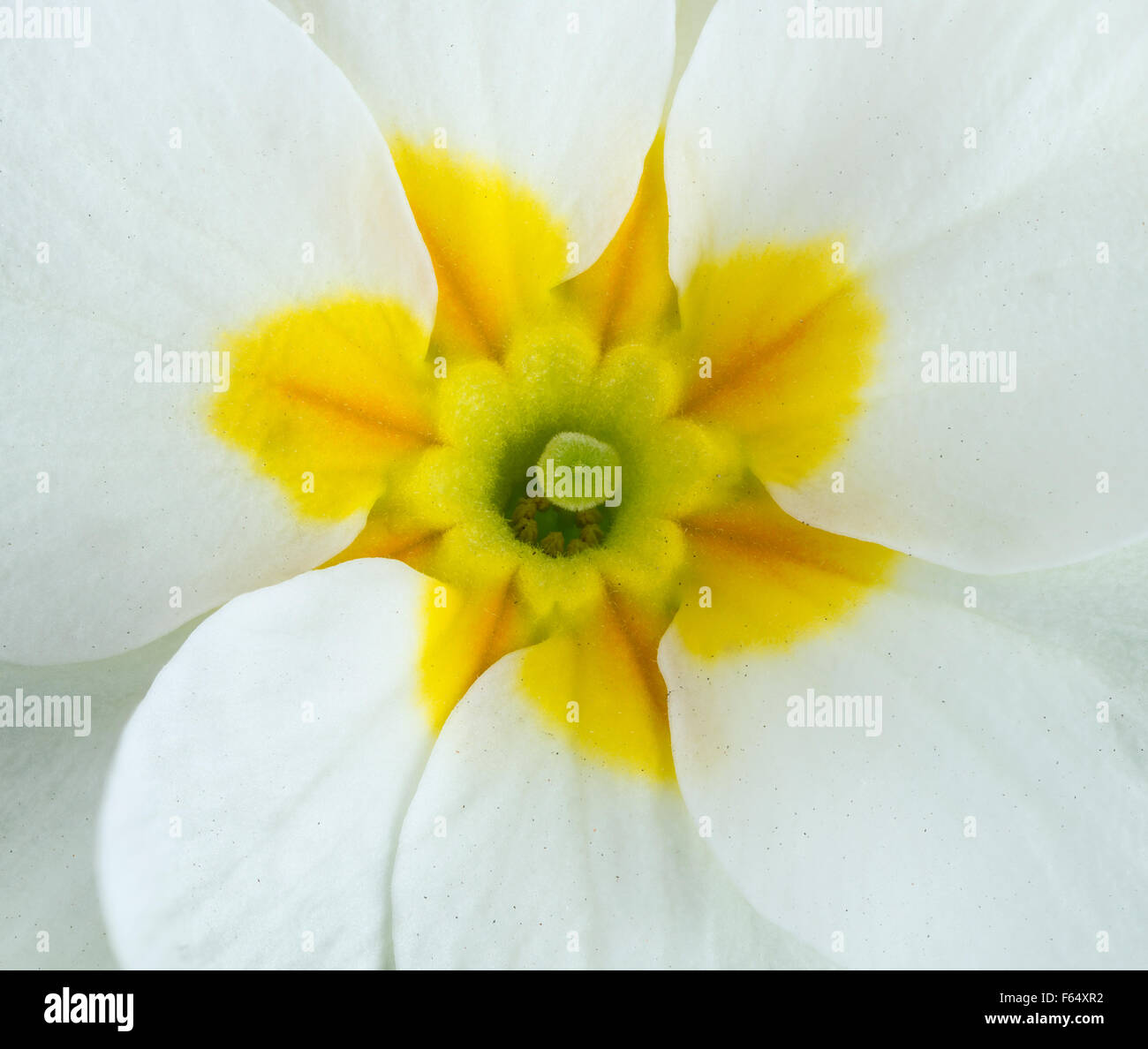 White primula flowers central part. Macro photo Stock Photo