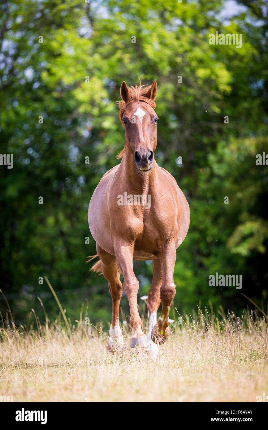 Hessian Warmblood. Chestnut mare galloping on a pasture. Germany Stock