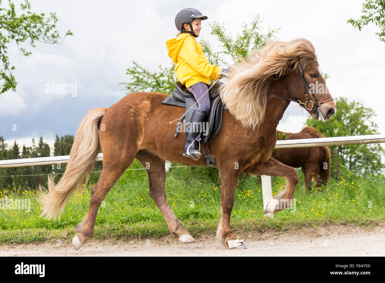 Icelandic Horse. Girl performing the toelt on chestnut horse on a riding place. Austria Stock Photo