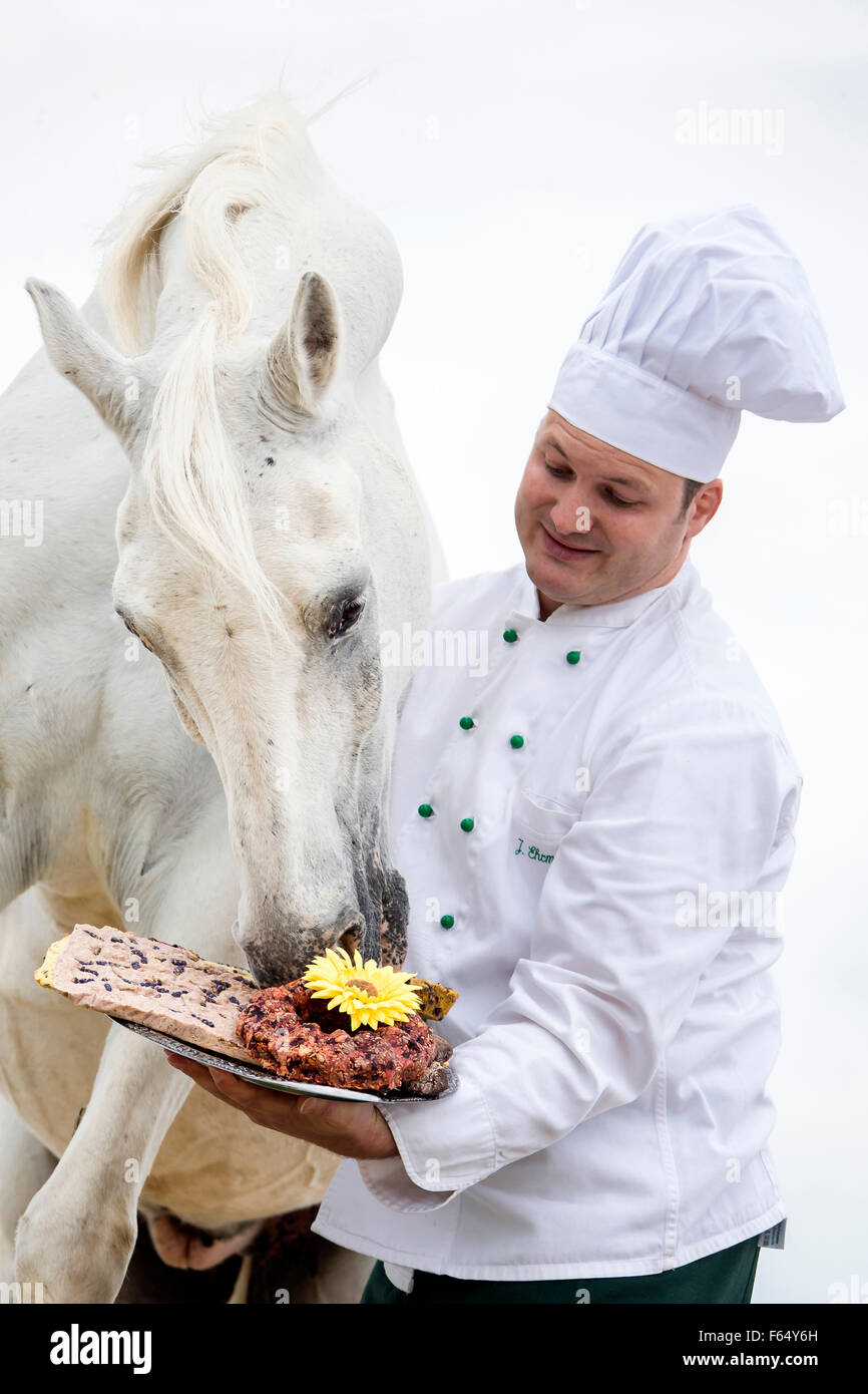 Tiger Horse. Cook serving gray adult homemade treats. Germany Stock Photo