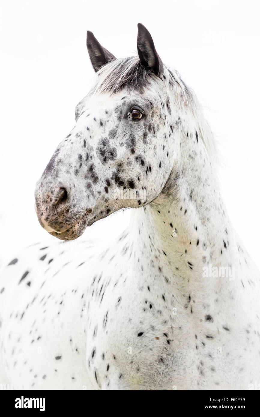 Noriker Horse. Portrait of leopard-spotted gelding. Studio picture against a white background. Switzerland Stock Photo