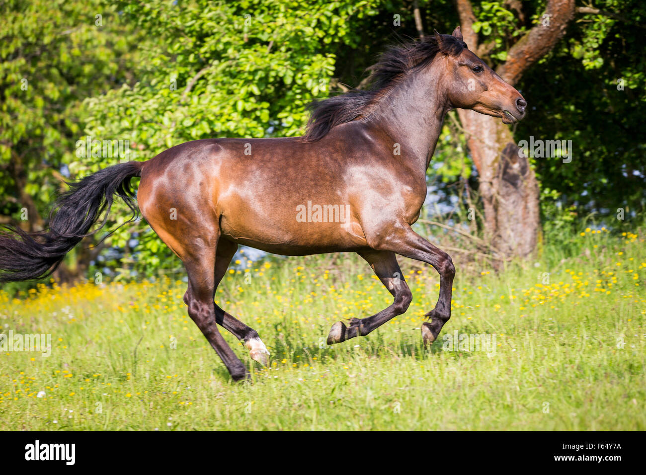 horse galloping hires stock photography and images Alamy