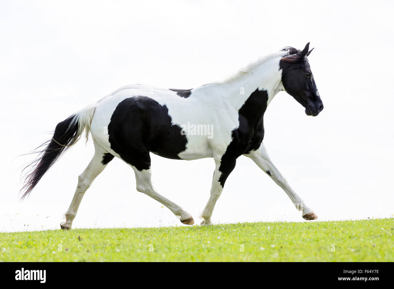 Piebald mare hires stock photography and images Alamy