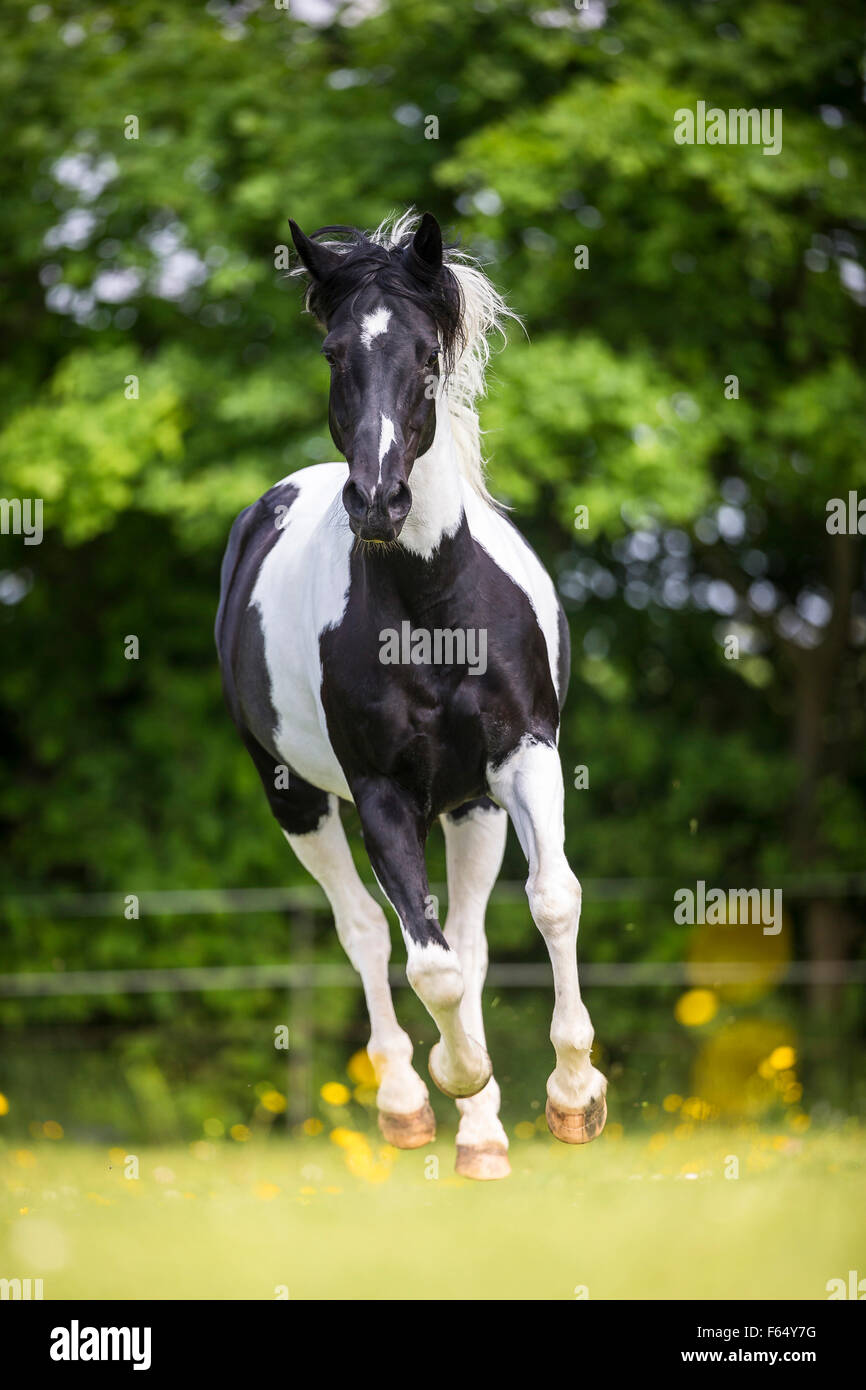 Piebald Quarter Horse