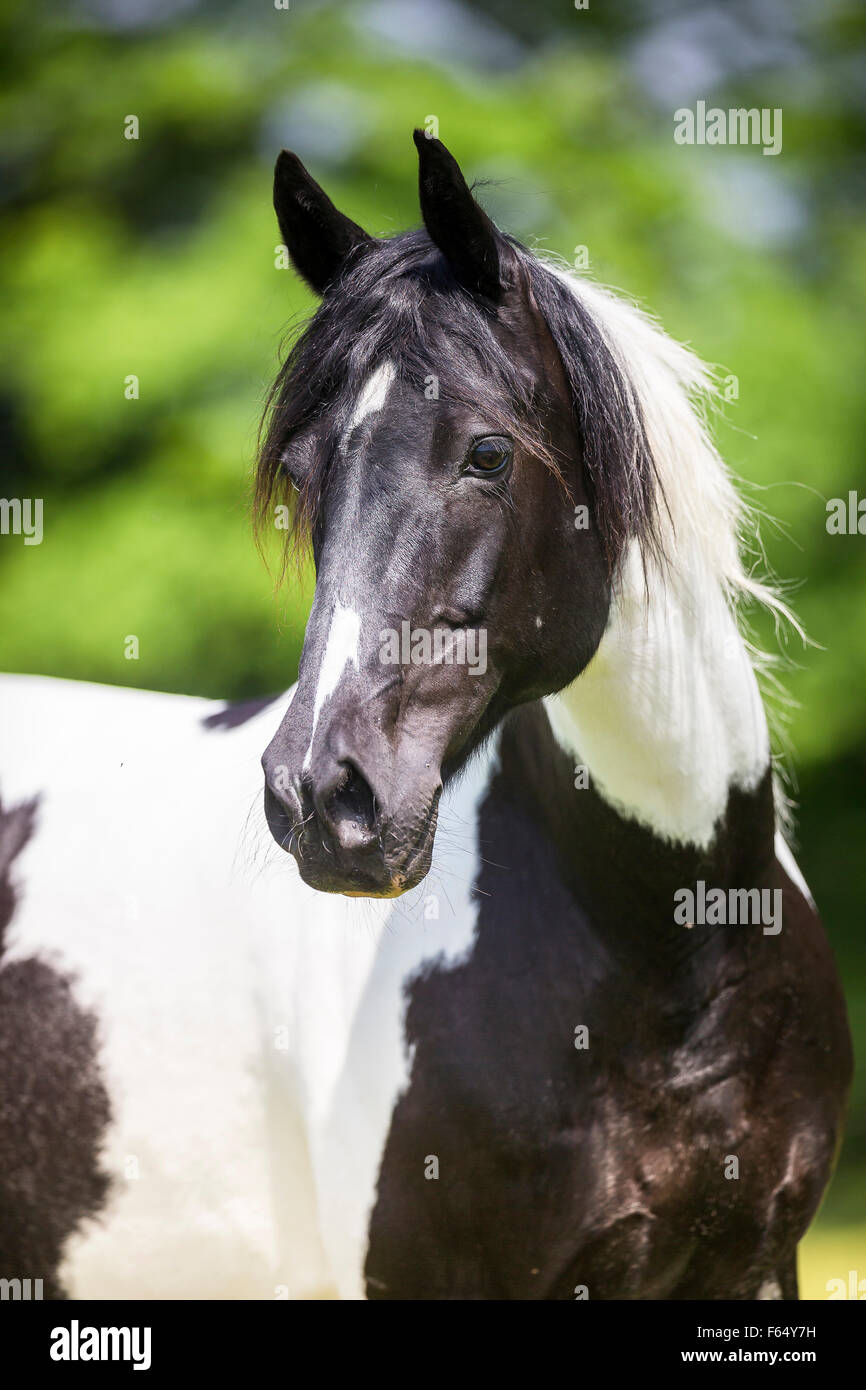 American Paint Horse. Portrait of piebald mare. Germany Stock Photo Alamy