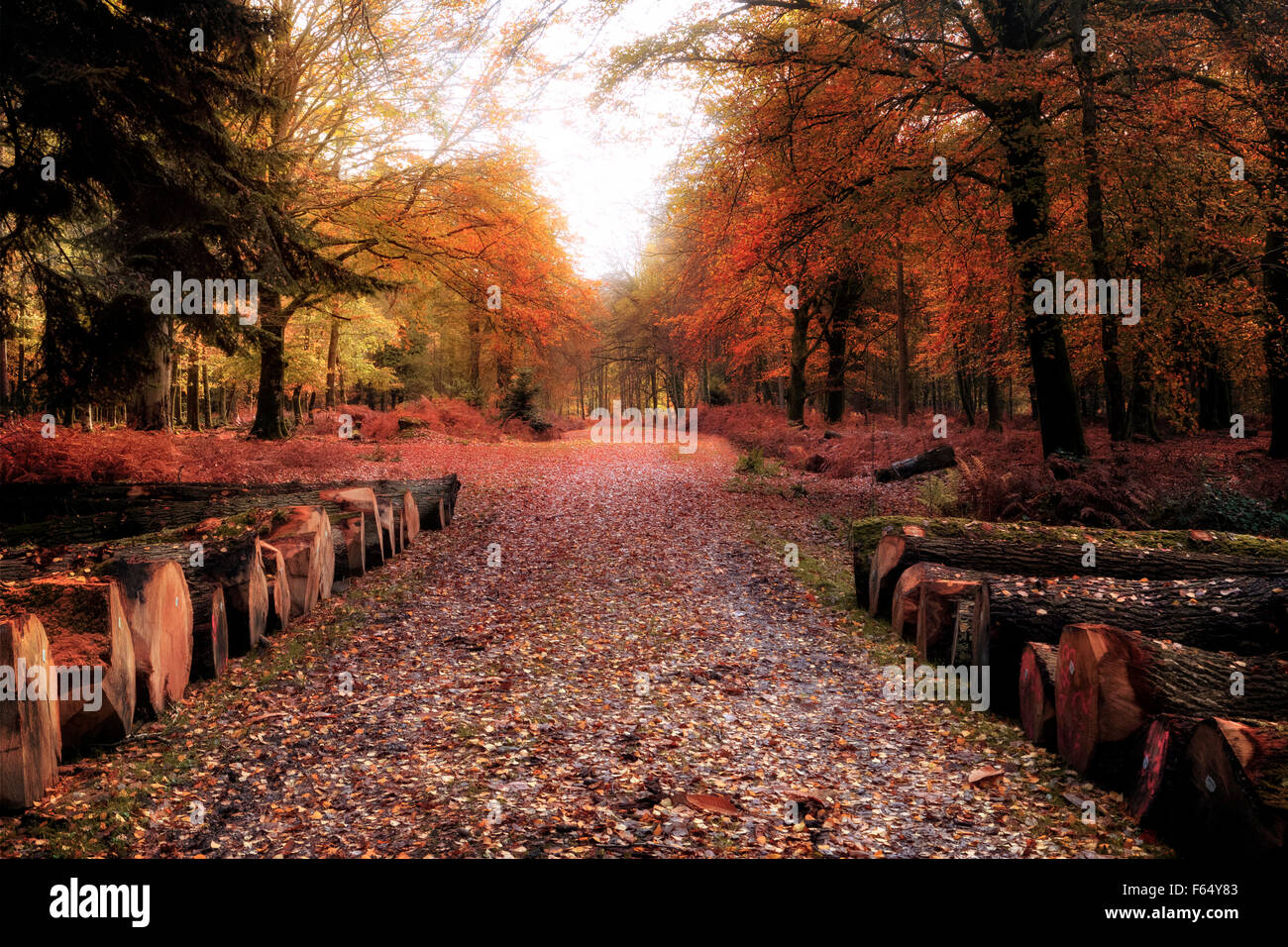 New Forest, Brockenhurst, Hampshire, England, UK Stock Photo