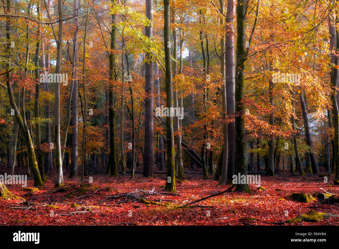 Brockenhurst new forest hi-res stock photography and images - Alamy