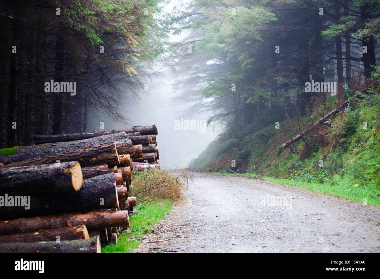 The cut and chopped fire wood are stacked in a heap in Deerpark and Djouce Woods Stock Photo