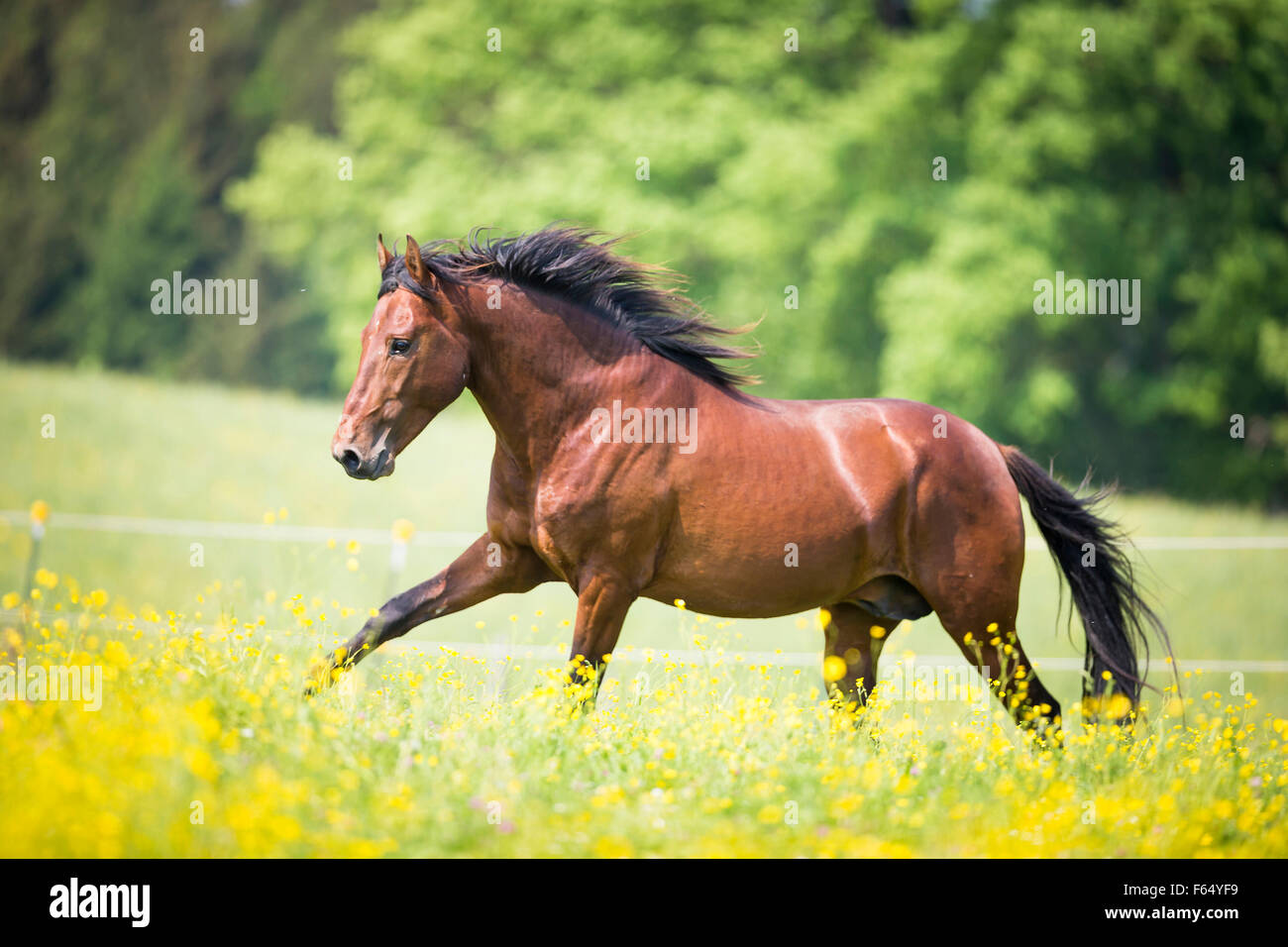 Paso Iberoamericano. Bay stallion galloping on a pasture. Germany Stock Photo