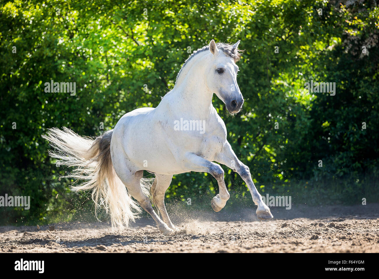 Pure Spanish Horse, Andalusian. Gray stallion galloping in a paddock