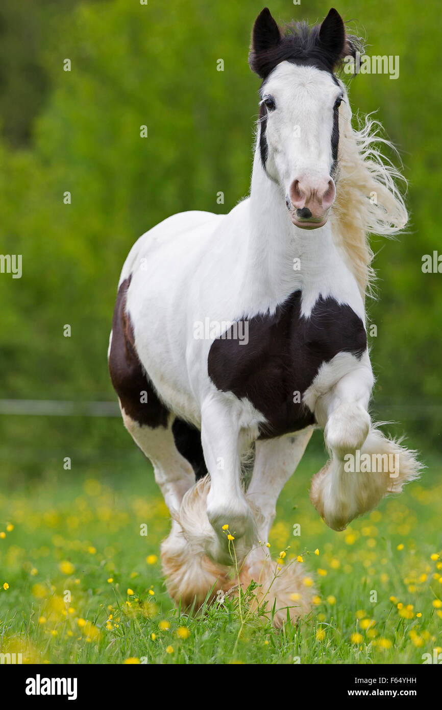 Gypsy Cob, Gypsy Horse. Piebald mare galloping on a pasture. Austria