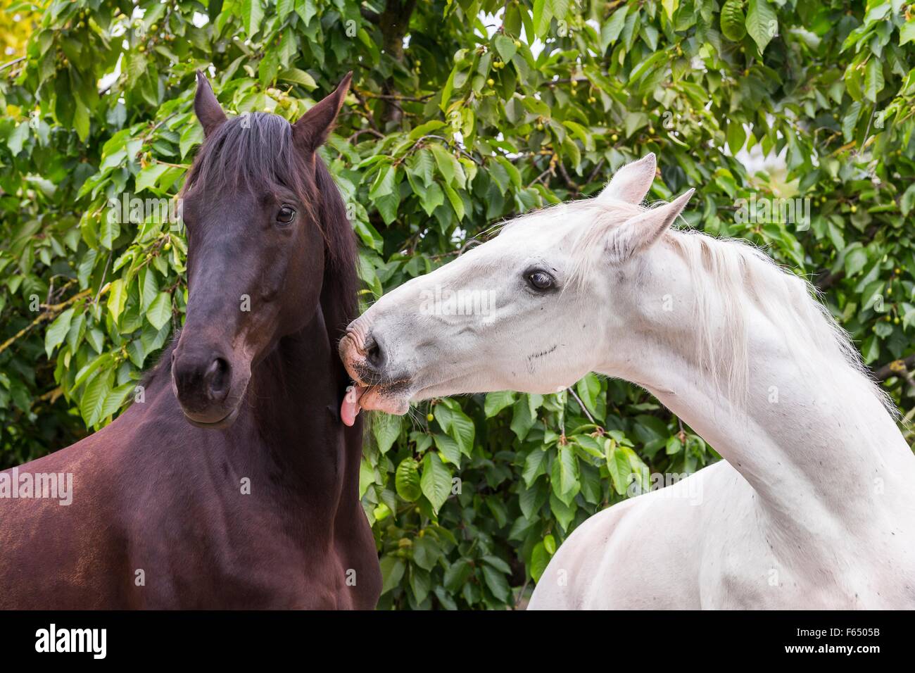 Licking Horse High Resolution Stock Photography and Images Alamy
