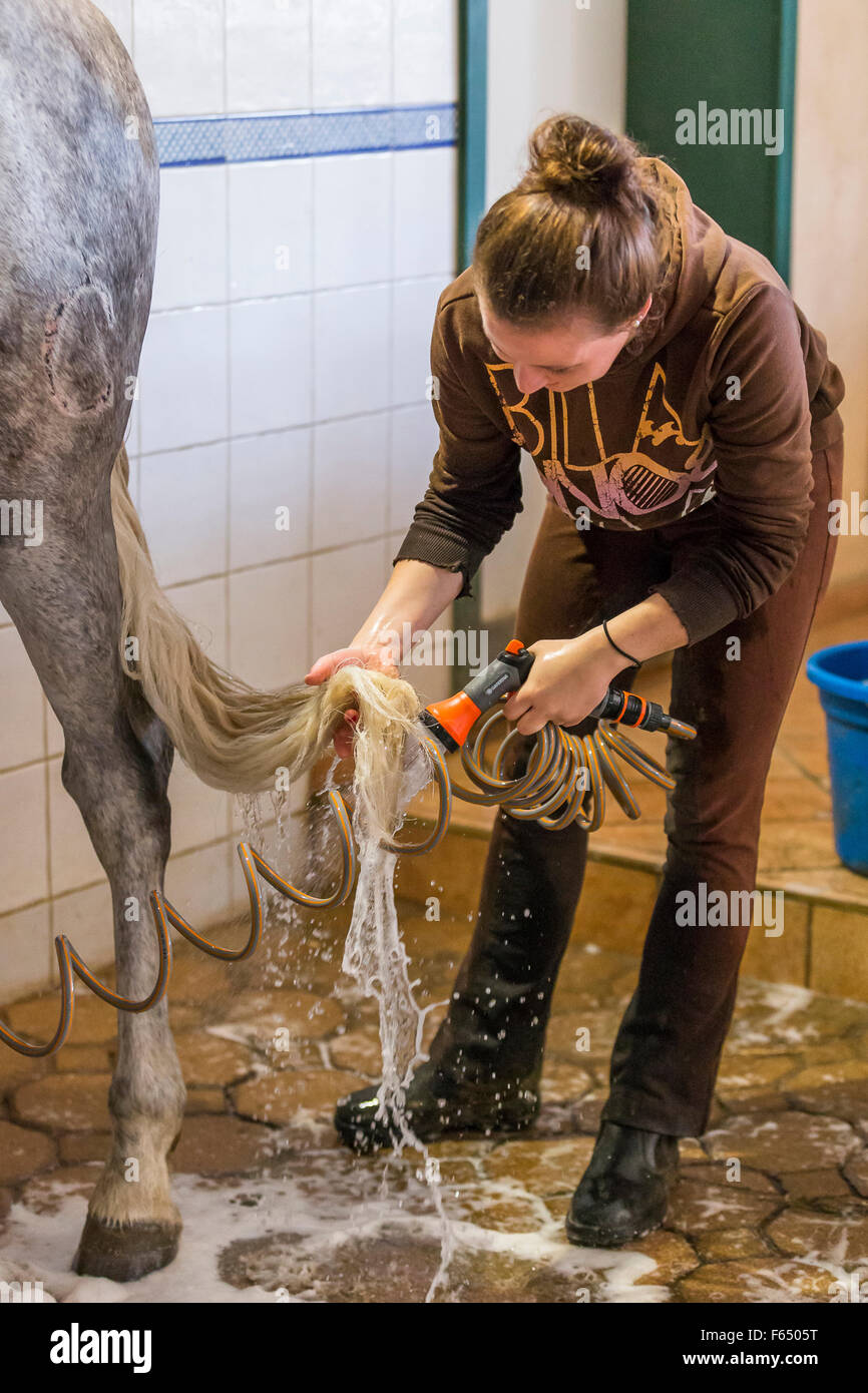 Domestic horse. Groom washing the tail of a gray horse. Germany Stock