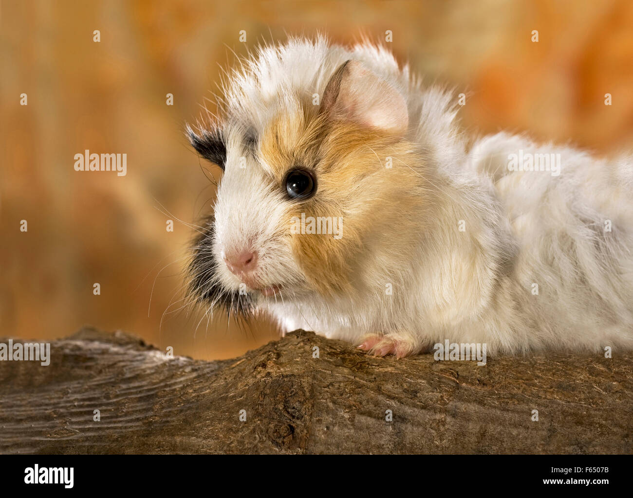 Abyssinian Guinea Pig. Young (3 weeks old) on a log. Germany Stock Photo