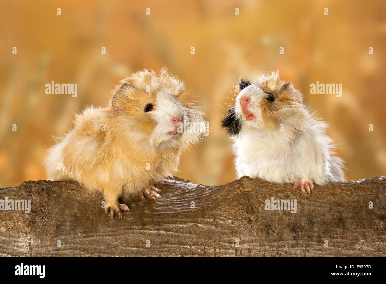 Abyssinian Guinea Pig. Pair of young (3 weeks old) on a log. Germany Stock Photo