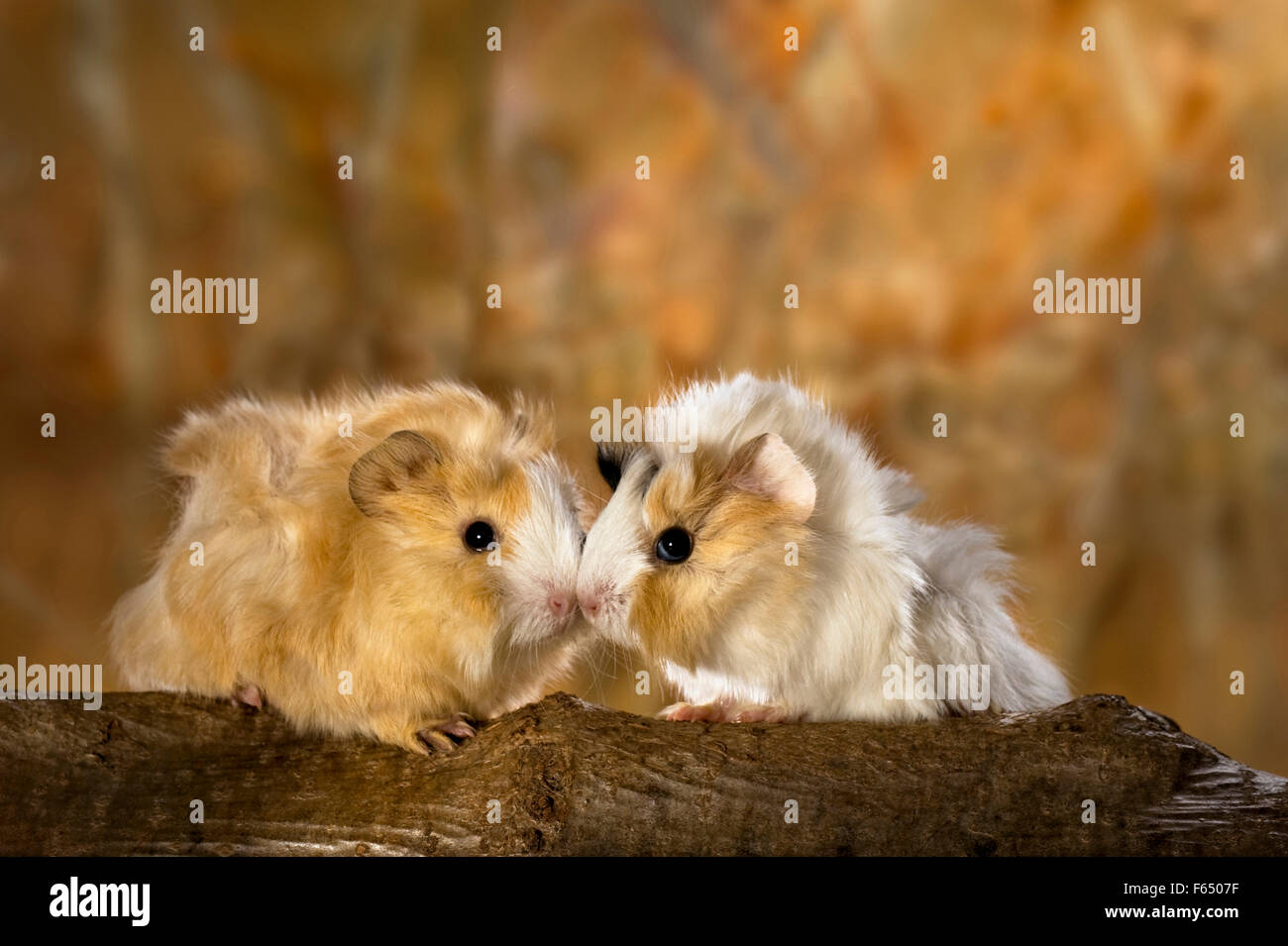 Abyssinian Guinea Pig. Pair of young (3 weeks old) on a log. Germany Stock Photo
