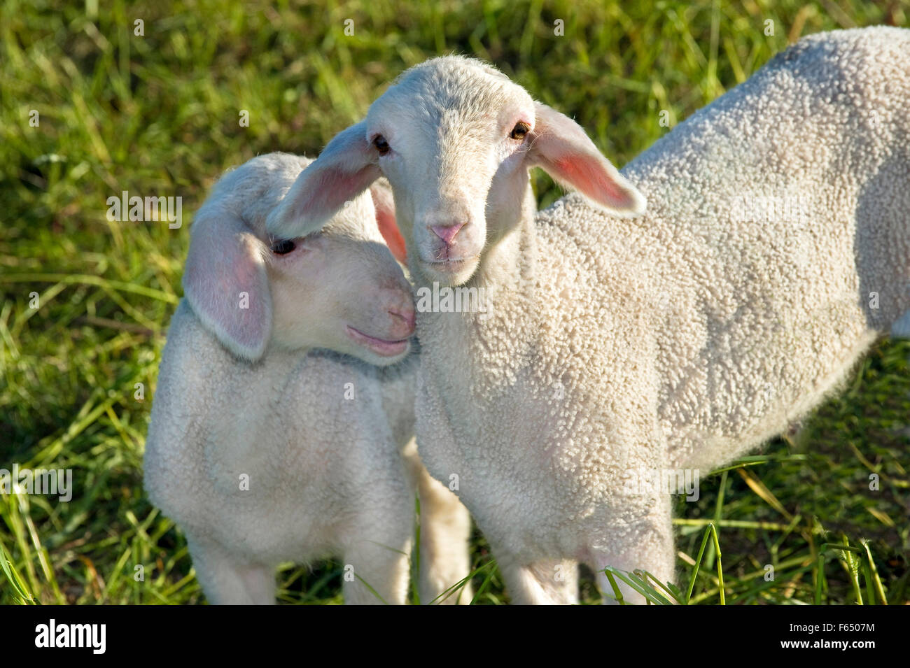Domestic Sheep. Two lambs on a meadow. Germany Stock Photo