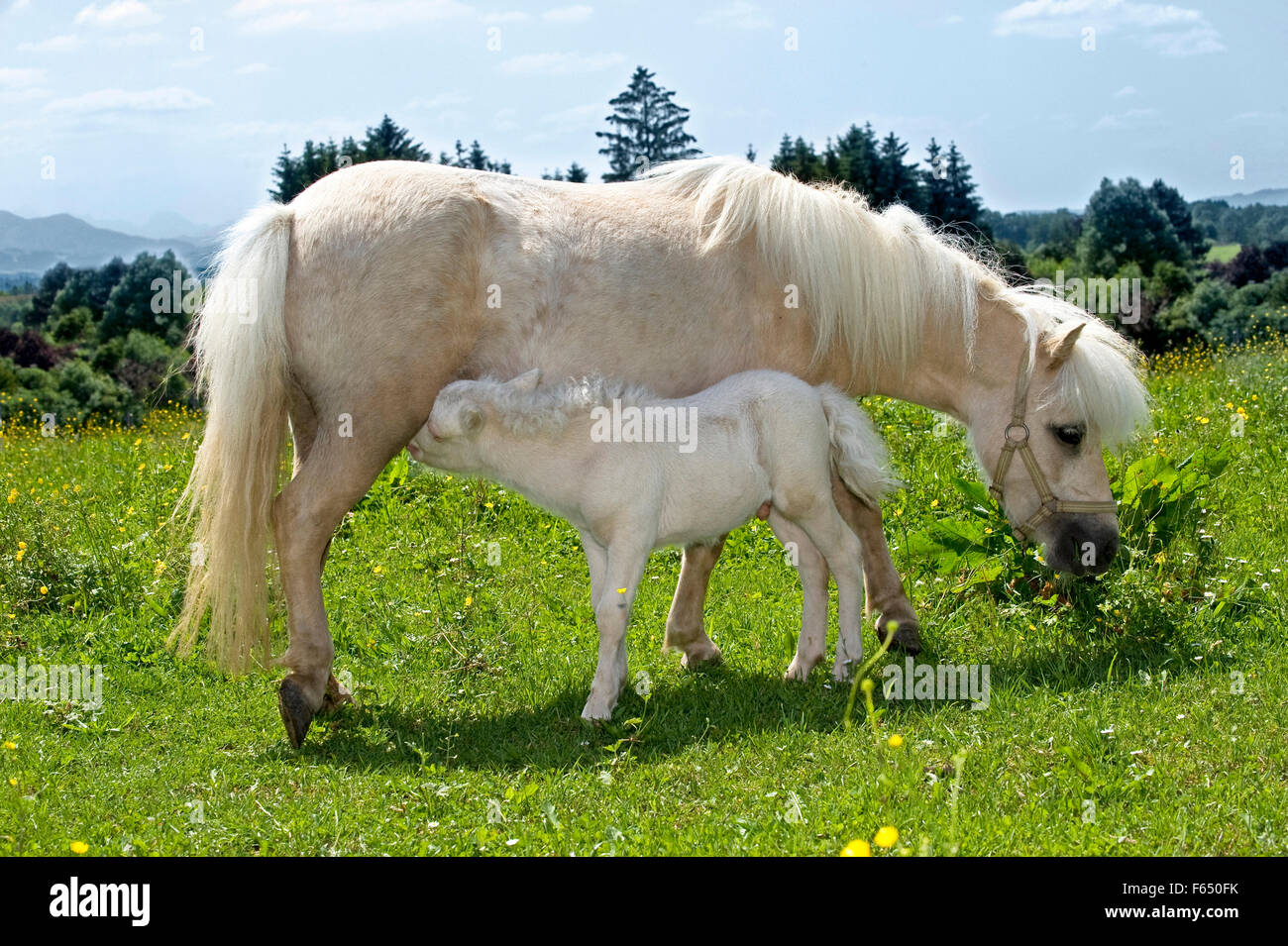 Miniature Shetland Pony. Palomino mare nursing foal (1 week old, cremello) on a meadow. Germany Stock Photo