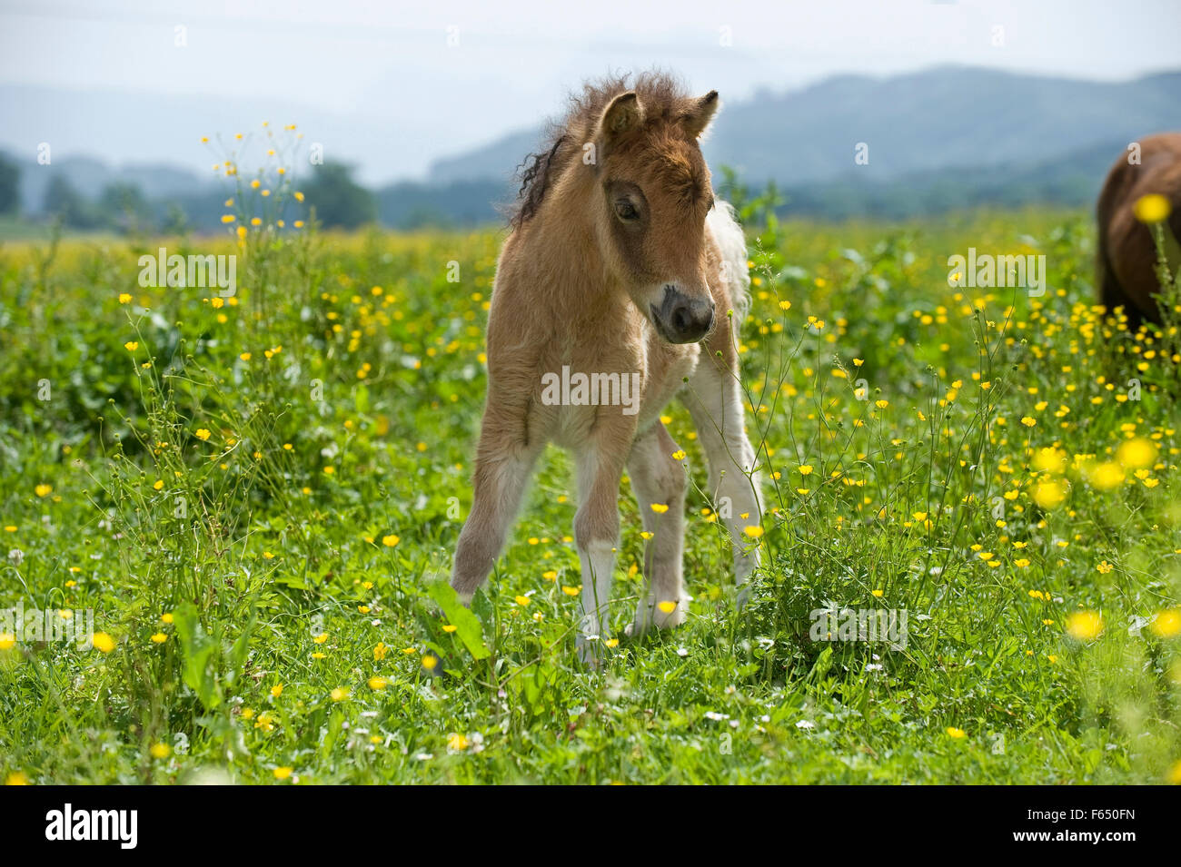 Miniature Shetland Pony. Foal (5 weeks old) standing on a meadow. Germany Stock Photo