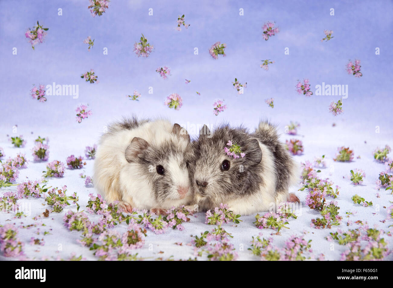 Abyssinian Guinea Pig. Pair of young (3 weeks old) among Thyme flowers. Germany Stock Photo