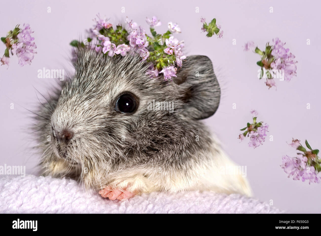 Abyssinian Guinea Pig. Young (3 weeks old) wearing Thyme flowers on its