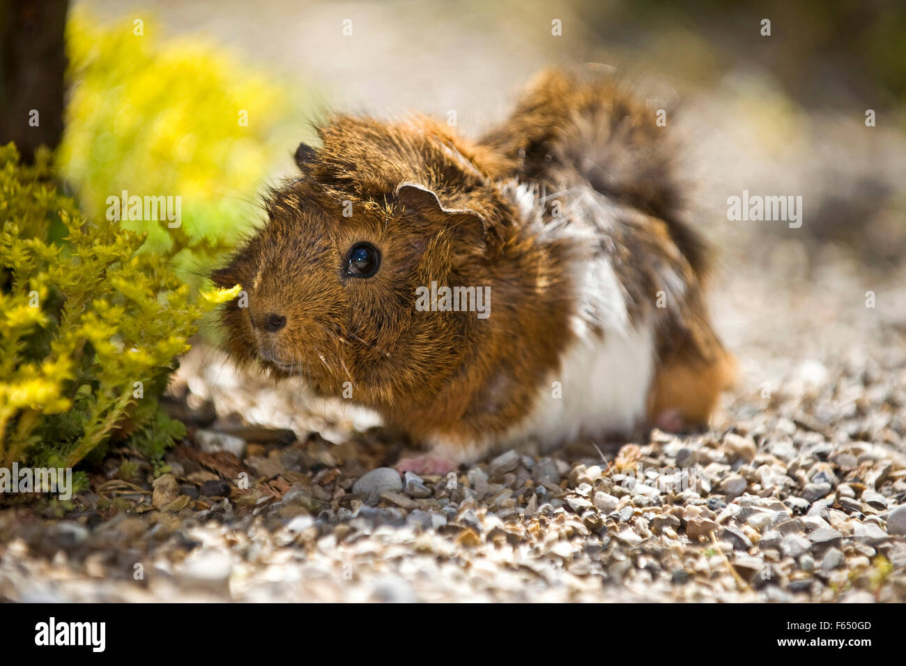 Agouti abyssinian hotsell guinea pig