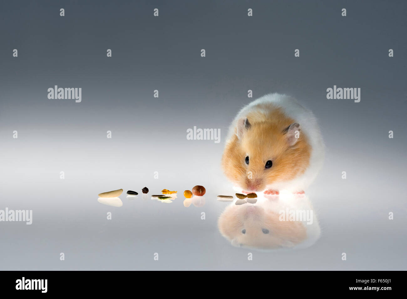 Syrian hamster hi-res stock photography and images - Alamy