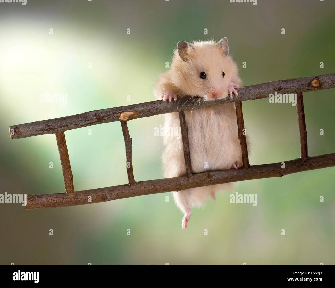 Cream Teddy Hamster climbing on a ladder. Germany Stock Photo Alamy