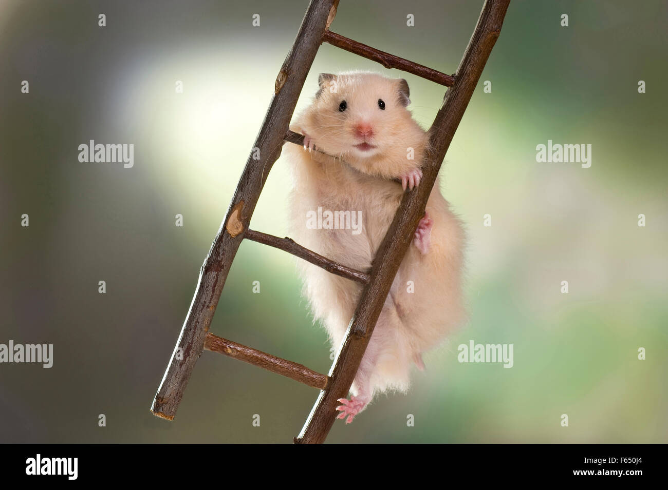 Hamster funny hi-res stock photography and images - Alamy Hamster funny hi-res stock photography and images - Alamy