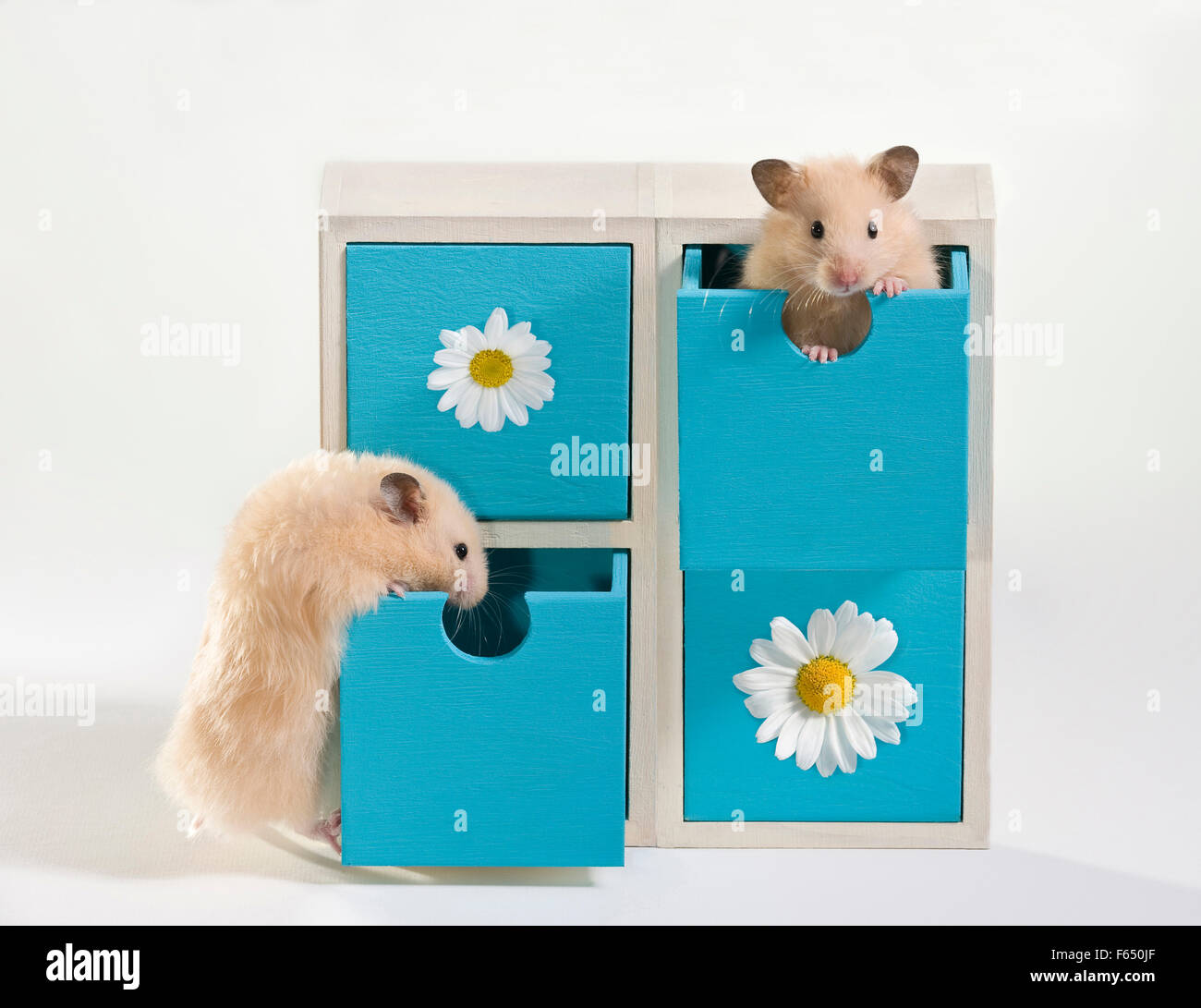 Pair of juvenile Cream Teddy Hamsters in a small blue-and-white drawer cabinet. Germany Stock Photo