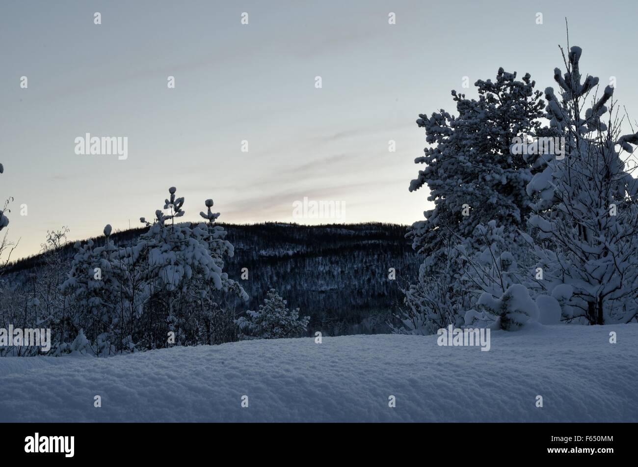 snowy trees in winter Stock Photo - Alamy