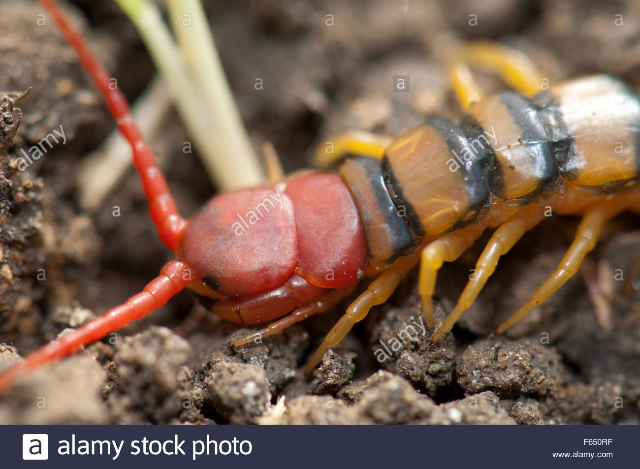 Soil Centipede Stock Photos & Soil Centipede Stock Images - Alamy