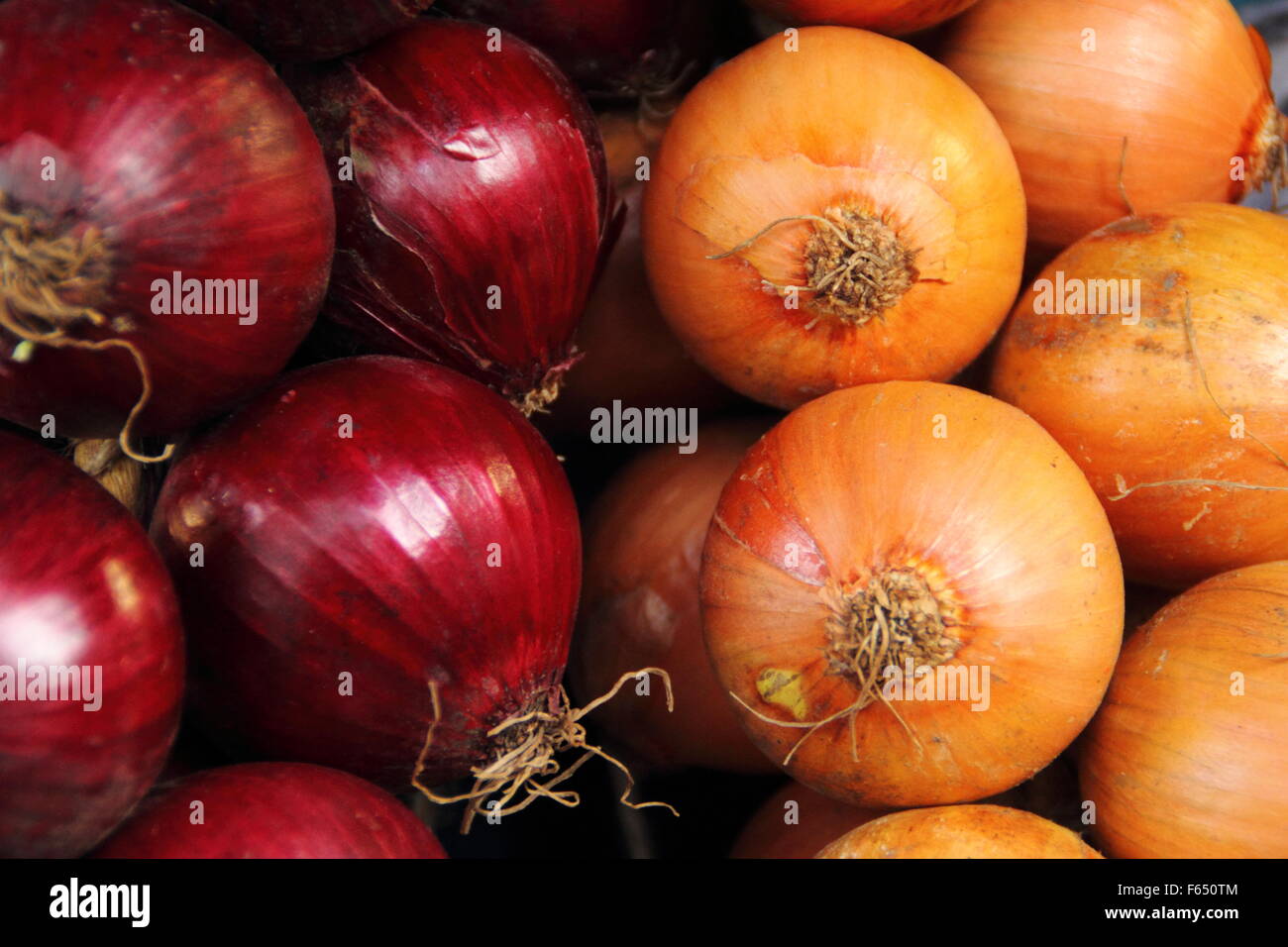 Allium cepa. Red and yellow onions. UK Stock Photo