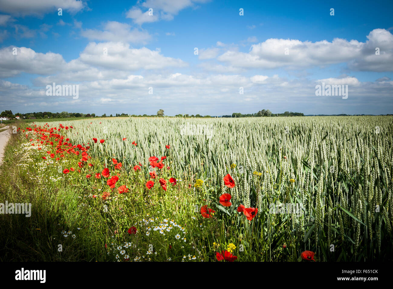 wheat-field-poppy-flowers-hi-res-stock-photography-and-images-alamy