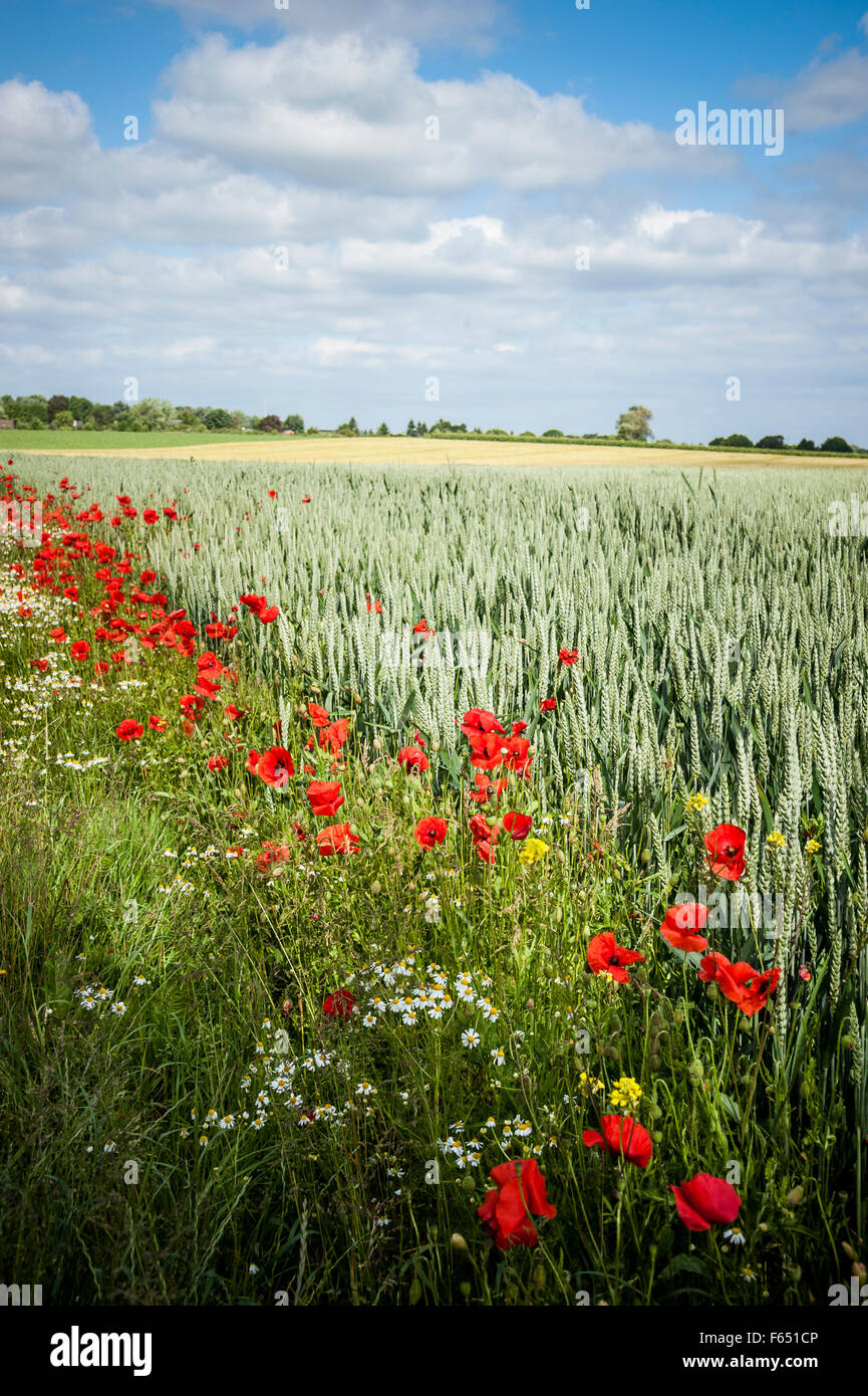 poppy flowers in wheat field Stock Photo