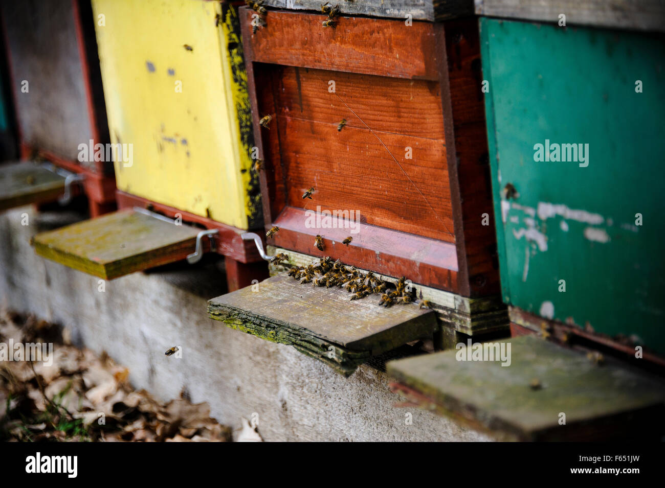 Bee hives for pollination hi-res stock photography and images - Alamy