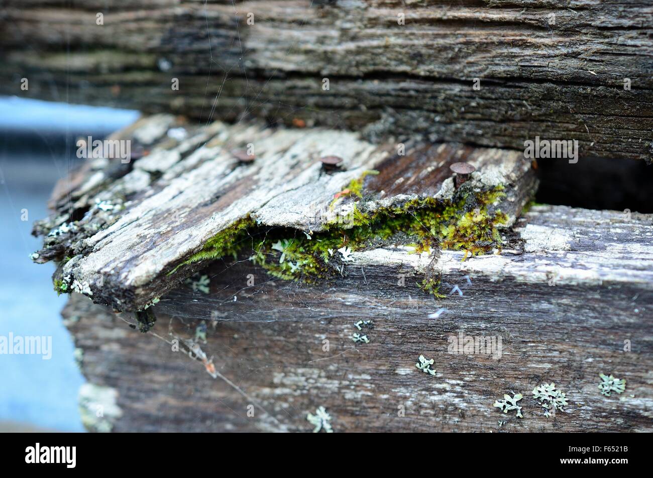 beautiful old weathered wood piece with green moss Stock Photo - Alamy